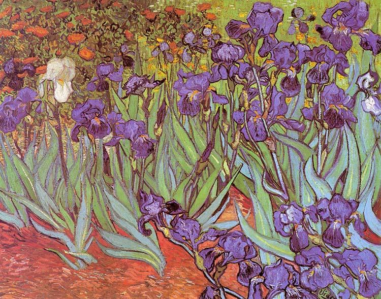Vincent Van Gogh Irises oil painting image
